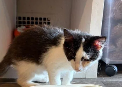 A baby small-sized male Domestic Short Hair cat named Atlas for adoption in Williamsport, PA
