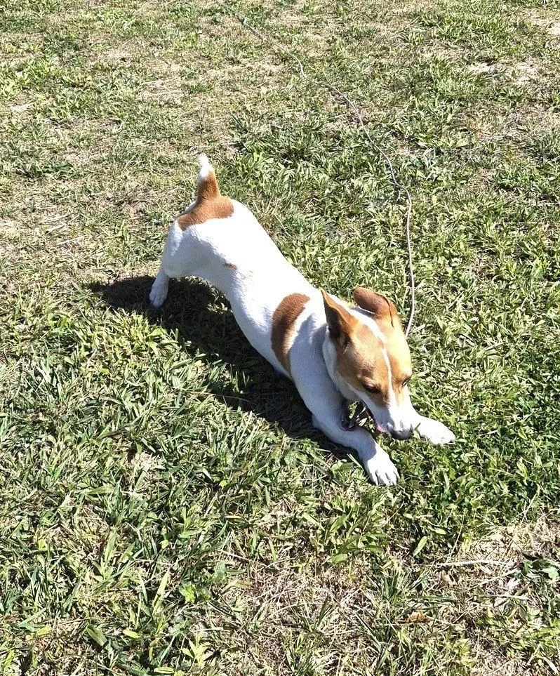 Sampson
