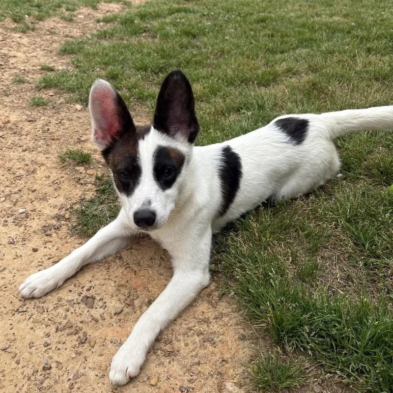 A baby small-sized female White / Cream Chihuahua dog named Barbie for adoption in Warrior, AL