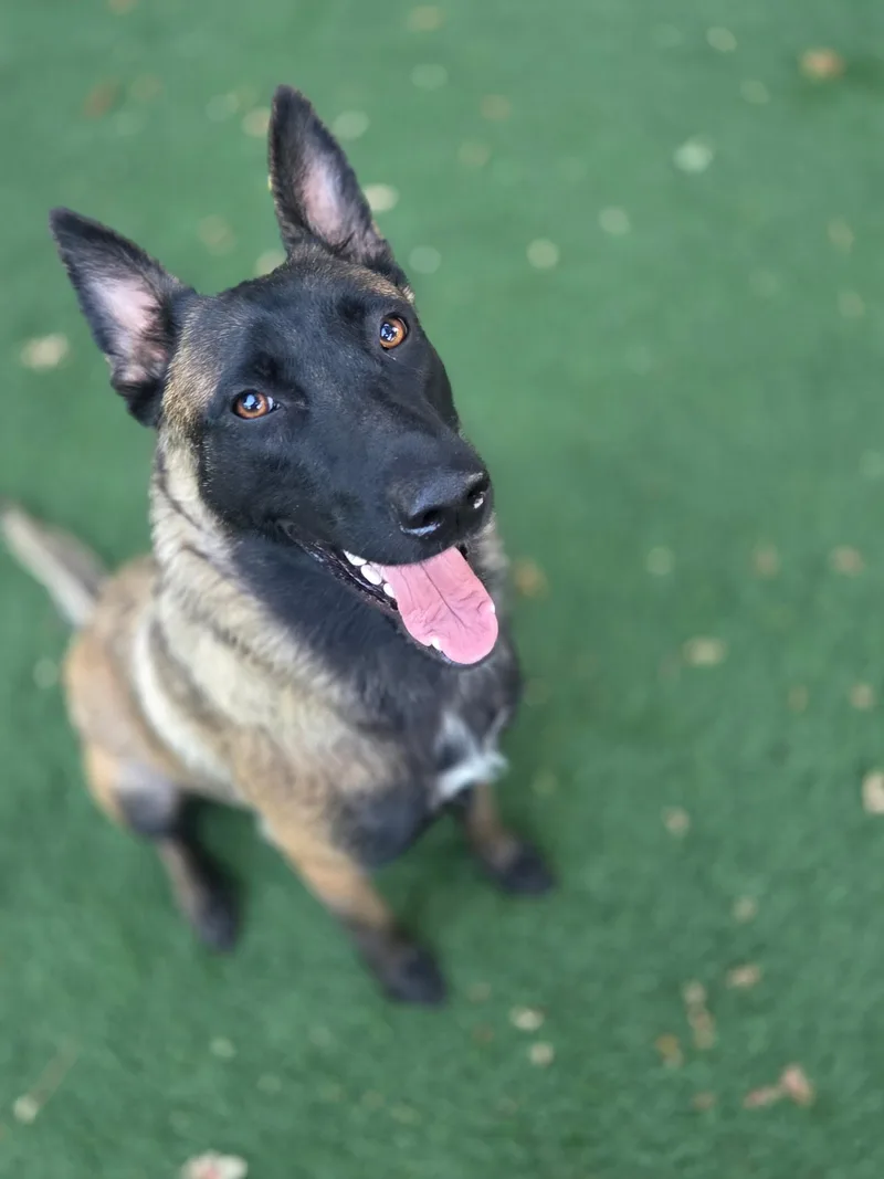 A young large-sized female Belgian Shepherd / Malinois dog named Abigail for adoption in Woodland, CA