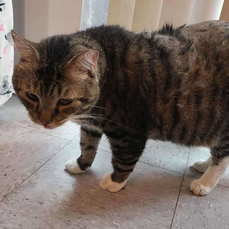 An adult small-sized male Brown / Chocolate Domestic Short Hair cat named Gustavo for adoption in Long Beach, CA