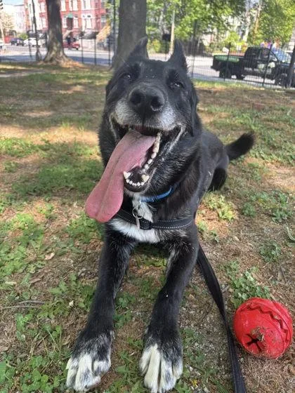An adult large-sized female German Shepherd Dog dog named Amber for adoption in Washington, DC