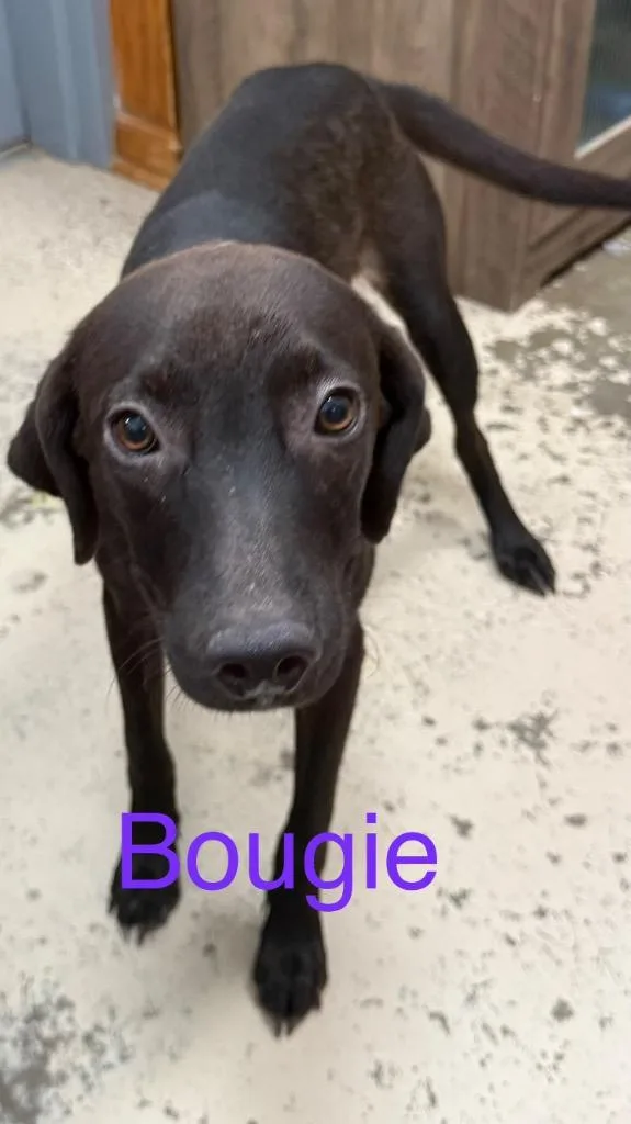 A baby medium-sized female Labrador Retriever dog named Bougie for adoption in Saint Francisville, LA