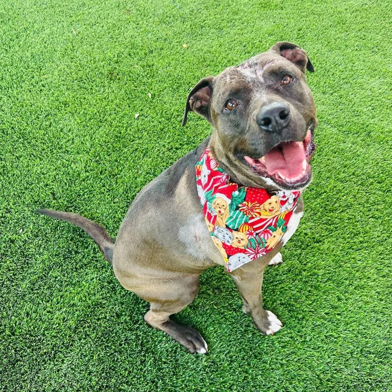 Stephen Jr thumbnail 4