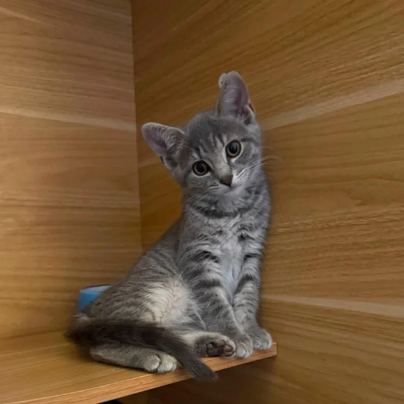 A baby small-sized female Gray / Blue / Silver Domestic Medium Hair cat named Chutes and Ladders for adoption in Mentor, OH