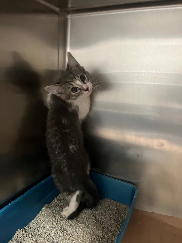 A baby small-sized male Domestic Short Hair cat named Mr. Whiskas for adoption in Cartersville , GA