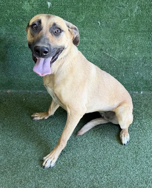 A young large-sized female Belgian Shepherd / Malinois dog named Nova for adoption in Lancaster, CA