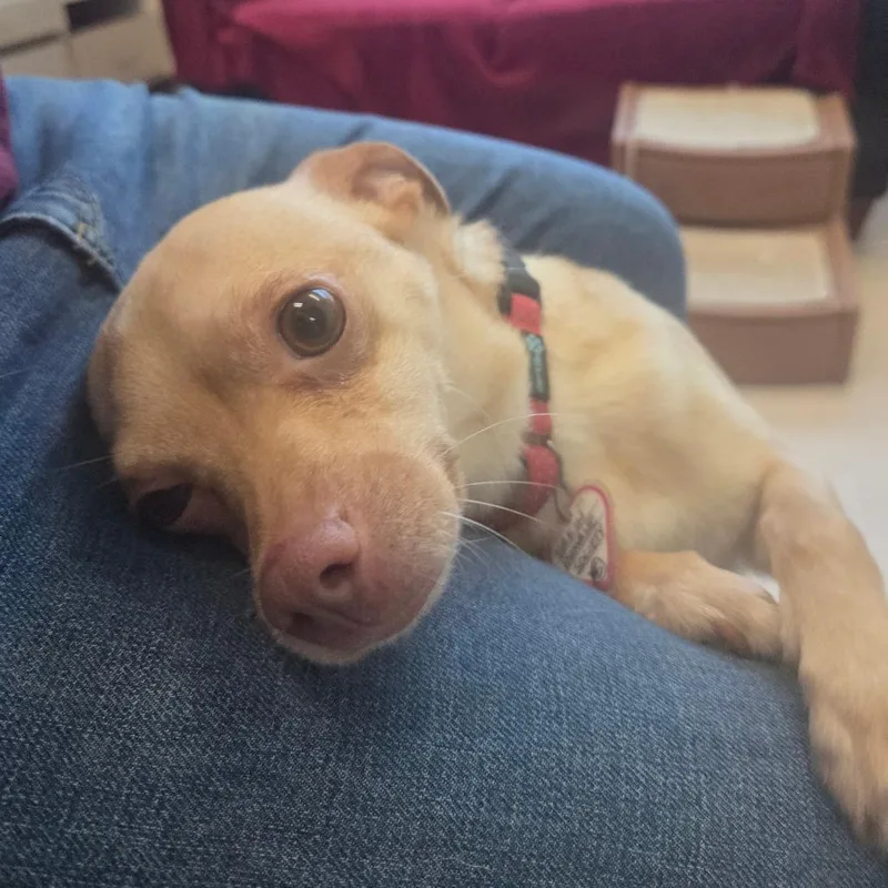 An adult small-sized male Yellow / Tan / Blond / Fawn Chihuahua dog named Tomas for adoption in Springfield, MA