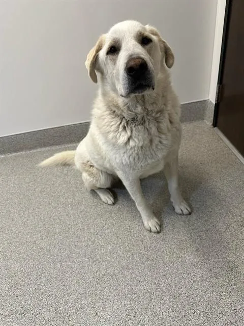 An adult extra large-sized male Great Pyrenees dog named Remy for adoption in San Luis Obispo, CA