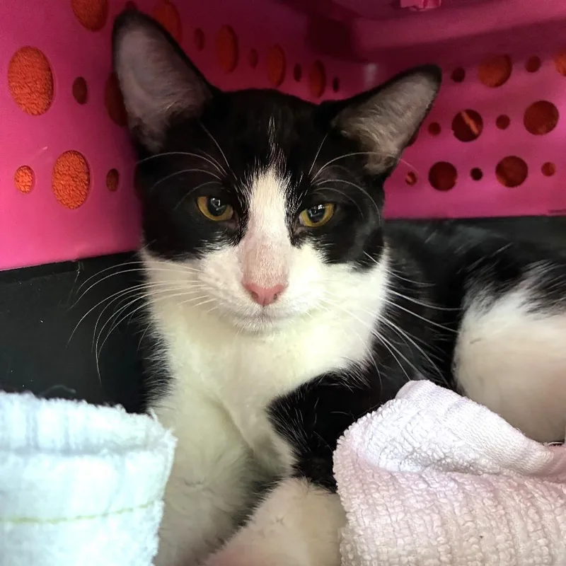 A young medium-sized male Black Domestic Short Hair cat named Softie for adoption in Skokie, IL