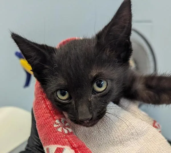 A baby small-sized female Domestic Short Hair cat named Cindy for adoption in San Diego, CA