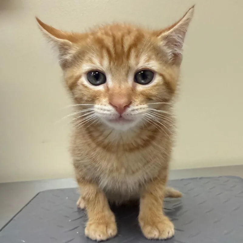 A baby small-sized male Orange / Red Domestic Short Hair cat named Lopsy for adoption in Birmingham, AL