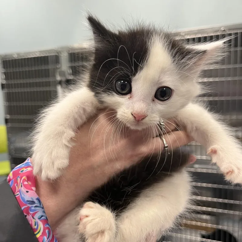 A baby small-sized male White Domestic Short Hair cat named Jafar for adoption in Greensboro, NC