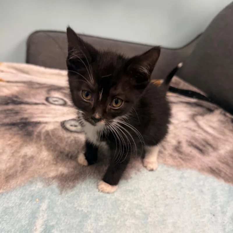 A baby small-sized female Domestic Short Hair cat named Sahara for adoption in PITTSBURGH, PA