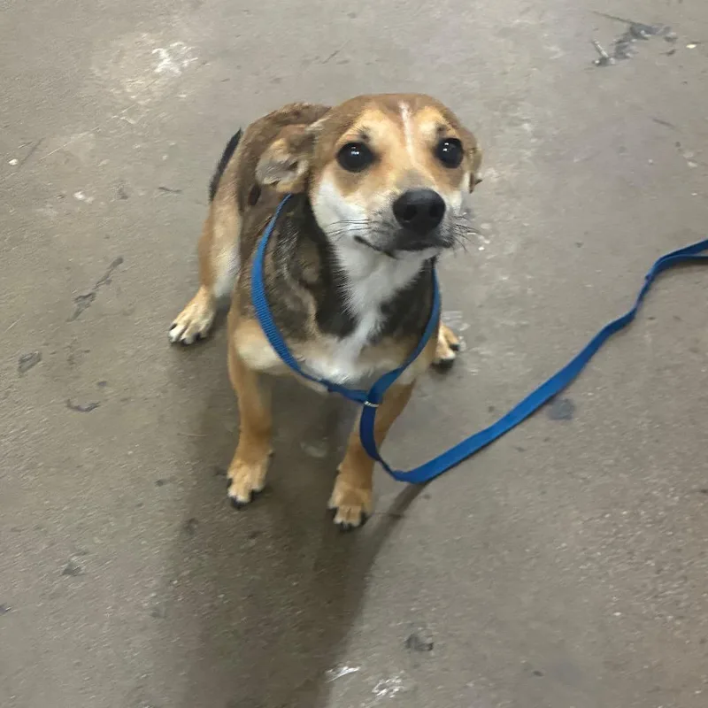 A young small-sized male Mixed Breed dog named Gilbert for adoption in Corbin, KY