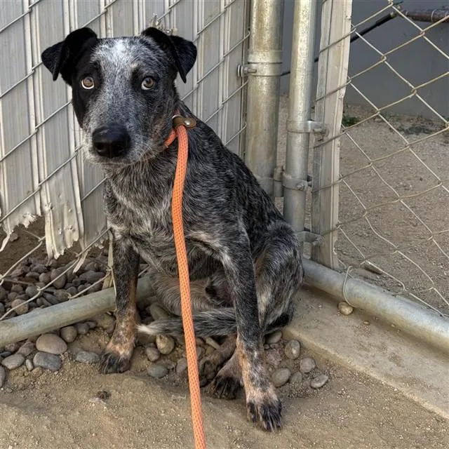 A young medium-sized male Australian Cattle Dog / Blue Heeler dog named Roger for adoption in Ontario, CA
