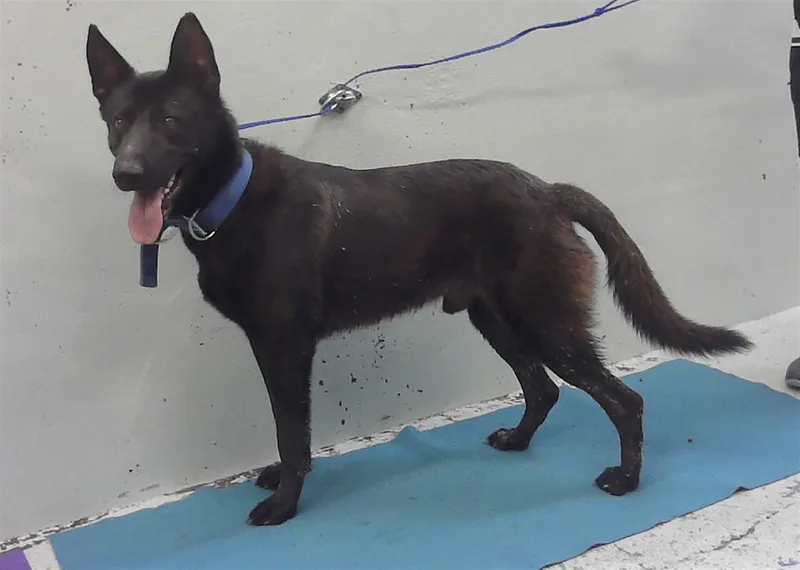 A young large-sized male German Shepherd Dog dog named Horongo for adoption in Houston, TX