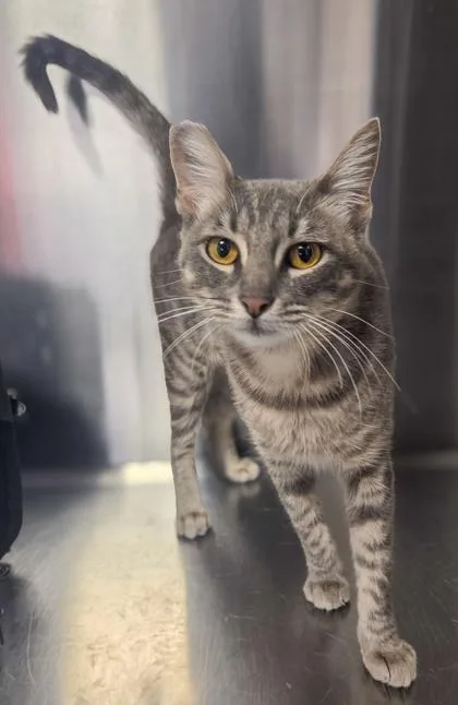 A young medium-sized female Domestic Short Hair cat named Tri Tip for adoption in Fresno, CA