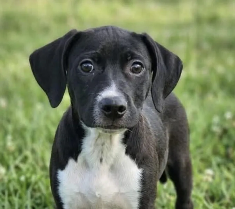 Pup Strawberry