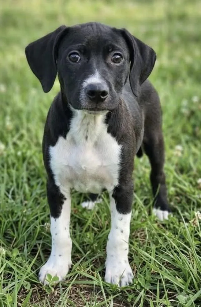 Pup Strawberry thumbnail 2