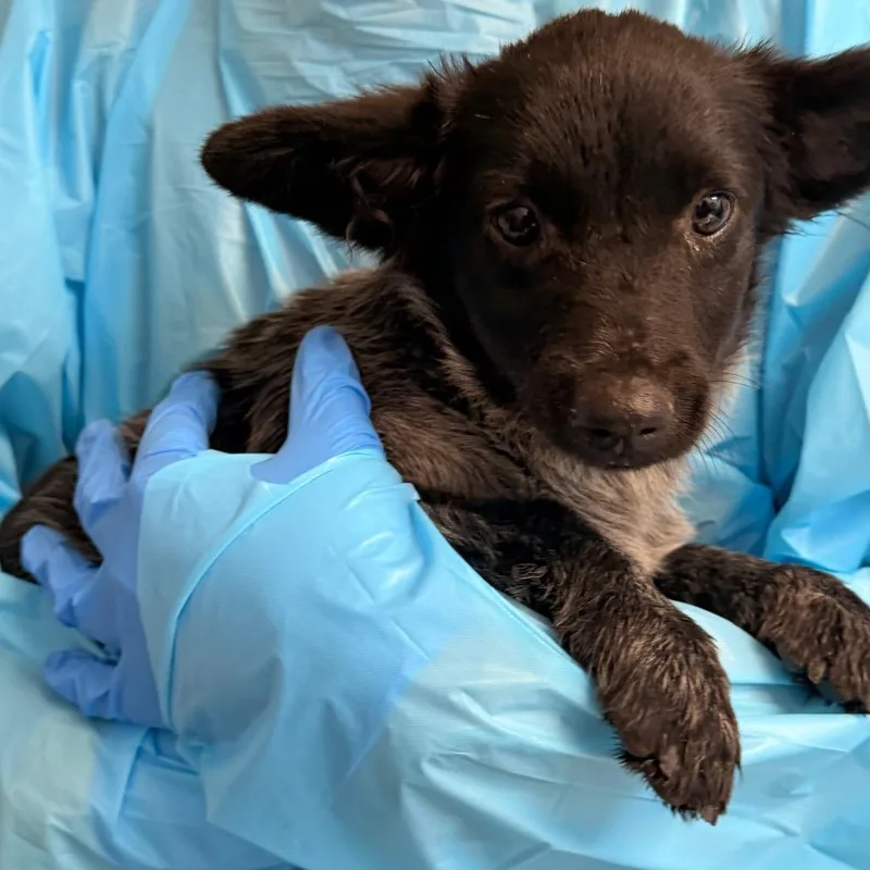 A baby medium-sized female Black Miniature Dachshund dog named Poppy for adoption in West Palm Beach, FL