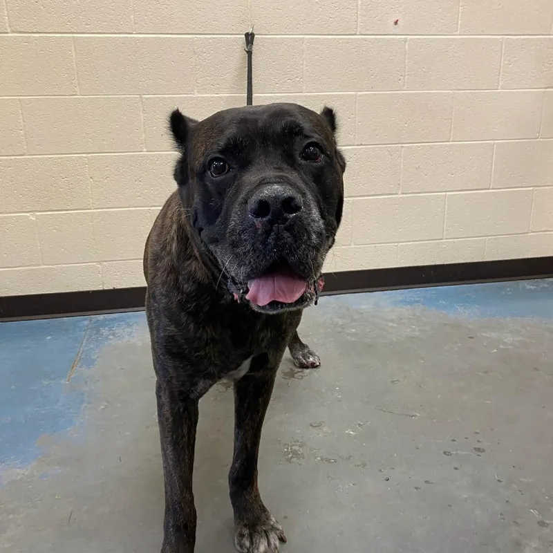 An adult extra large-sized male Black Mixed Breed dog named Rocko for adoption in Memphis, TN