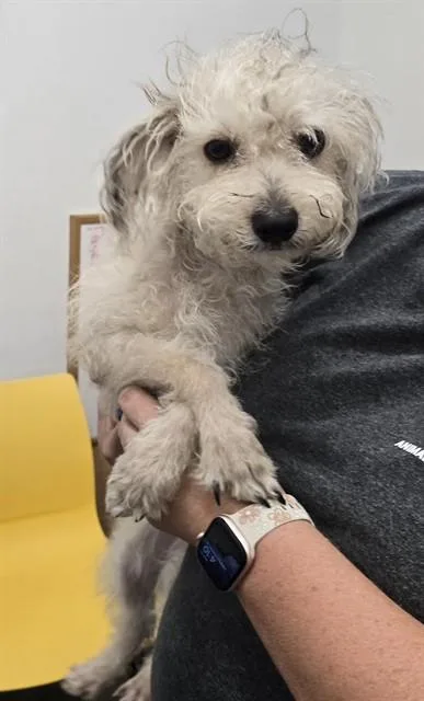 A young small-sized male Maltese dog named Roblox for adoption in Mesa, AZ