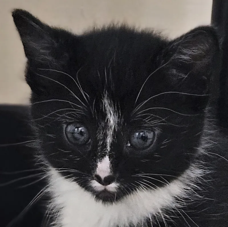 A baby medium-sized male Black & White / Tuxedo Tuxedo cat named Tino for adoption in Hopewell Jct, NY
