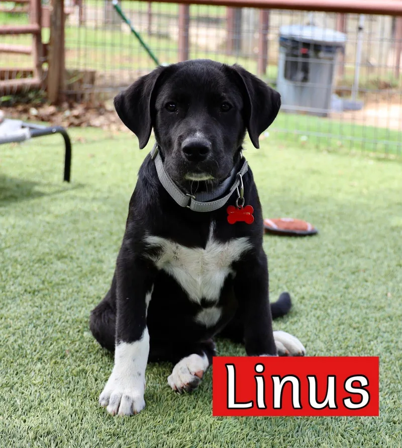 A baby large-sized male Labrador Retriever dog named The Peanuts Gang for adoption in Keller, TX