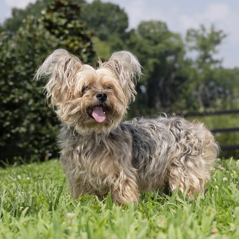 A senior small-sized male Brown / Chocolate Yorkshire Terrier dog named Gizmo for adoption in Franklin, TN