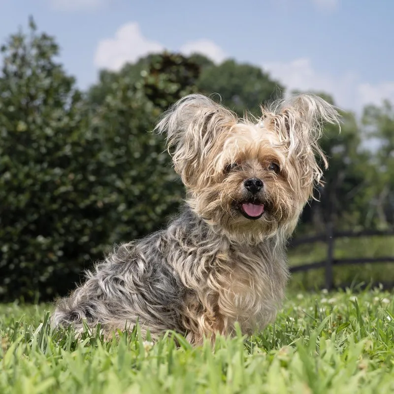 Gizmo thumbnail 2