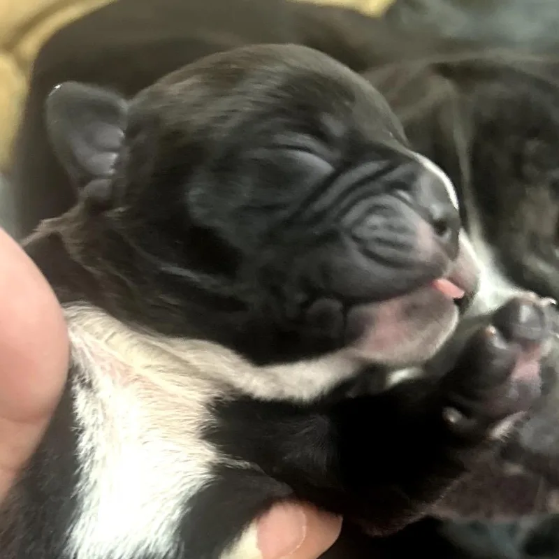 Smithwicks thumbnail 2