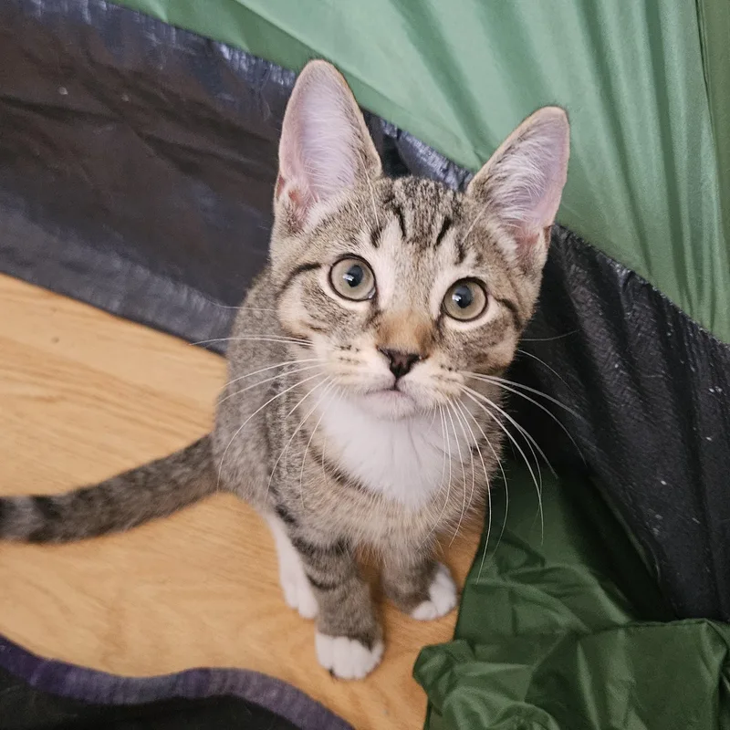 A baby large-sized male Tabby (Buff / Tan / Fawn) Domestic Short Hair cat named Toyota for adoption in Melbourne, FL