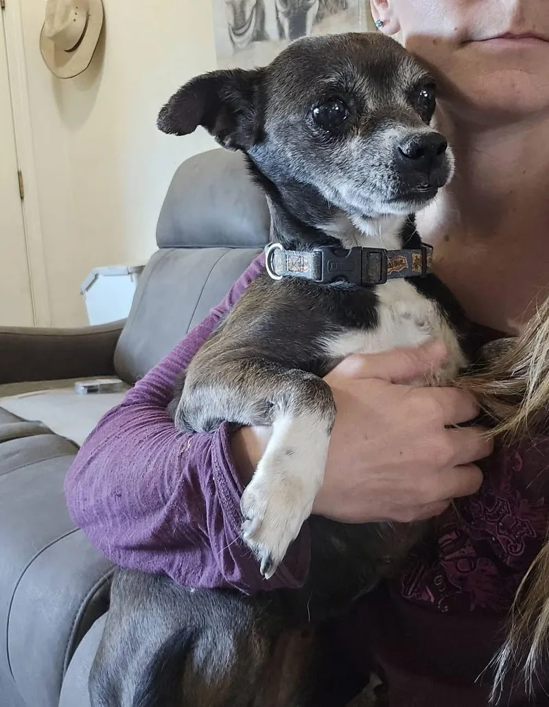 A senior small-sized female Chihuahua dog named Nelly for adoption in Pocatello, ID