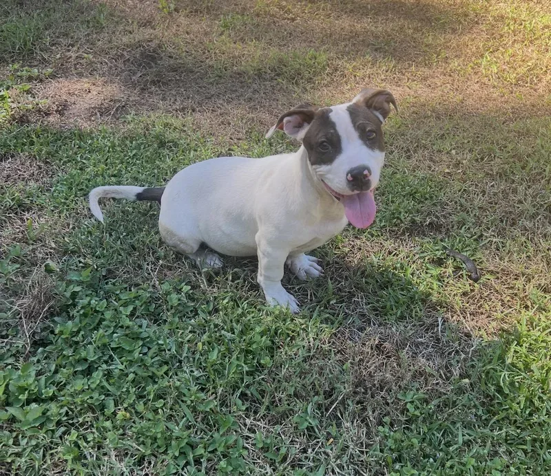 A baby medium-sized male American Staffordshire Terrier dog named Crawford for adoption in Sebring, FL