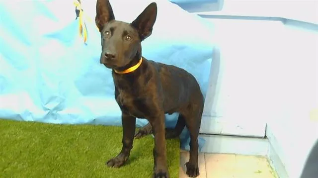 A baby small-sized male German Shepherd Dog dog named General for adoption in Gardena, CA