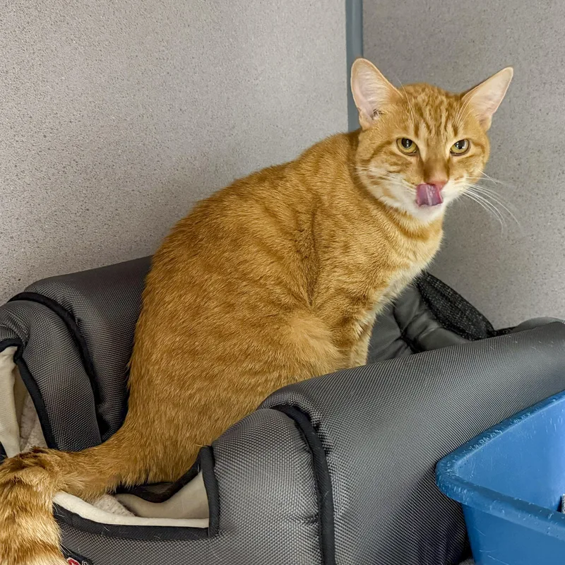 Pepperoni thumbnail 2