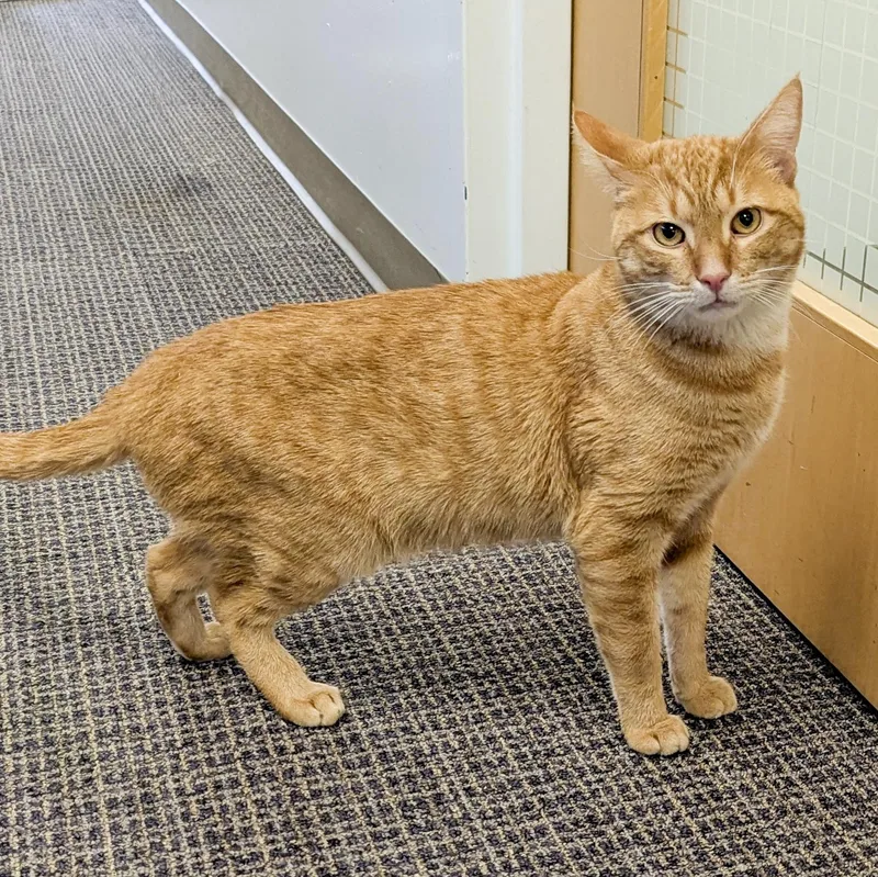 Pepperoni thumbnail 3