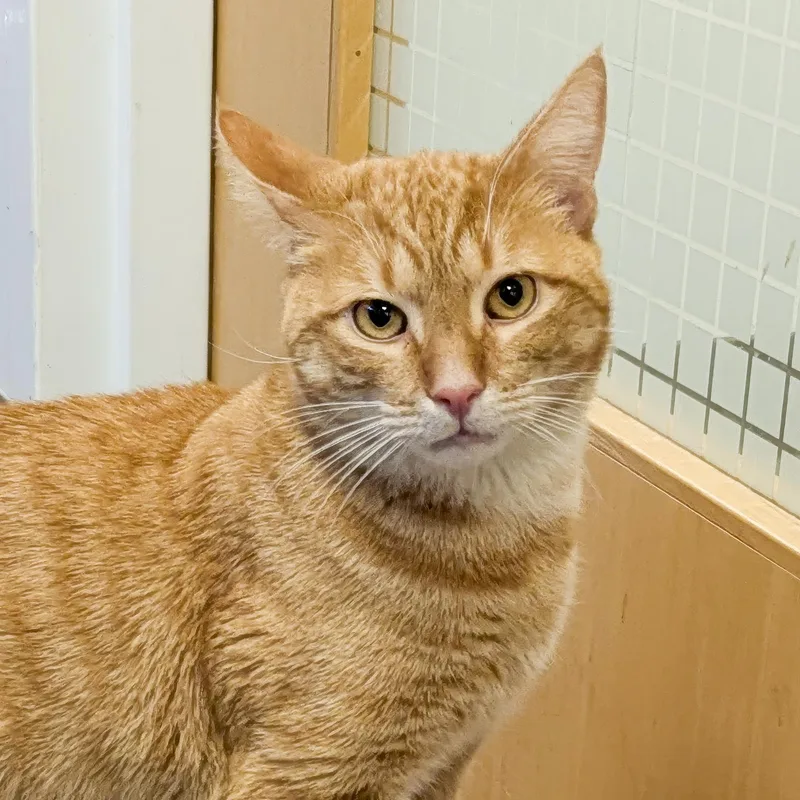 Pepperoni thumbnail 5