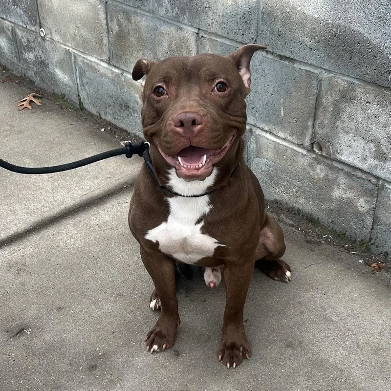 A young medium-sized male Brown / Chocolate Pit Bull Terrier dog named Chicken Little for adoption in Weimar, CA