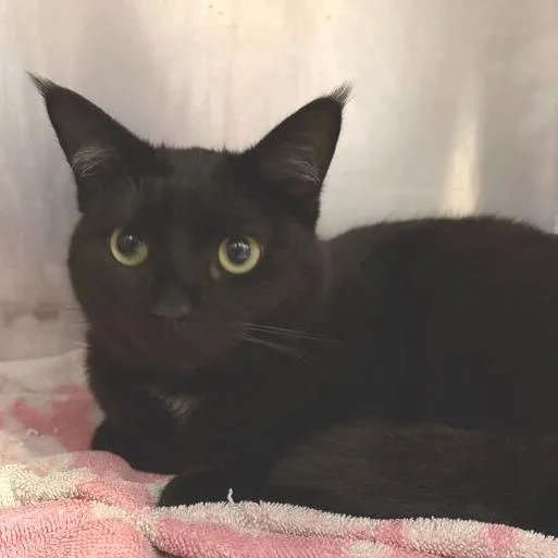 An adult medium-sized female Black Domestic Medium Hair cat named Gisela for adoption in Marshall, VA