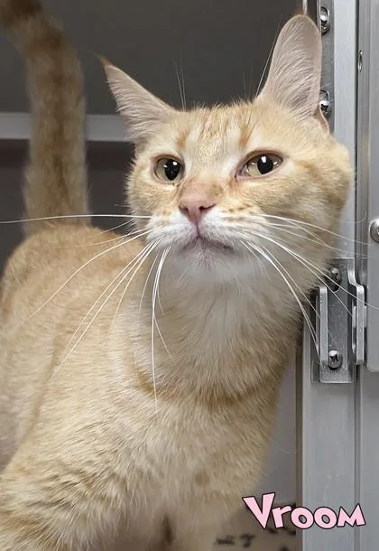 An adult small-sized female Domestic Short Hair cat named Vroom for adoption in Mason, MI