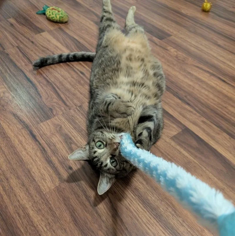 An adult medium-sized female Tabby cat named Venus greeneyedgoddess for adoption in Houston, TX
