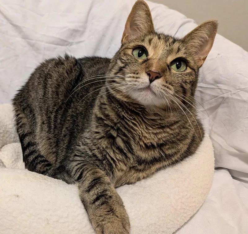 Adopt Venus greeneyedgoddess in Houston | Tabby, Domestic Short