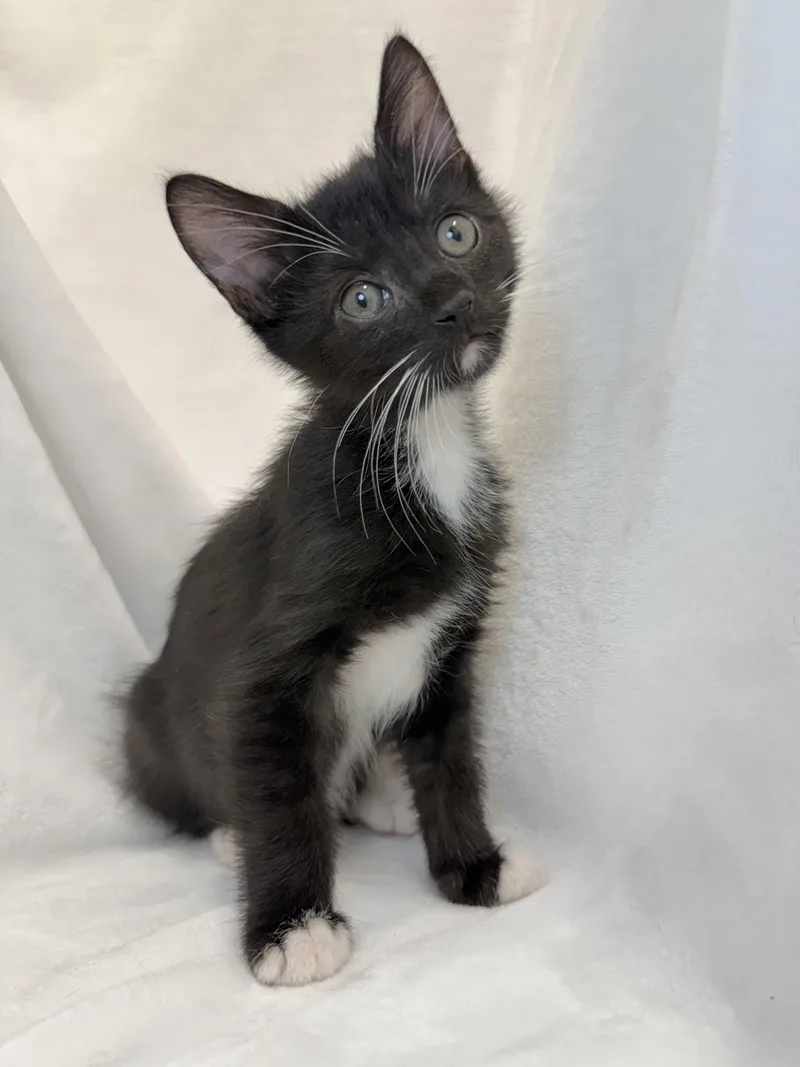 A baby medium-sized male Black & White / Tuxedo Domestic Short Hair cat named Button for adoption in Greensboro, NC