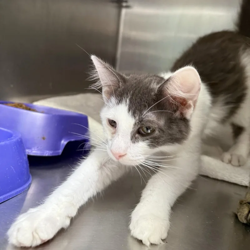 A baby small-sized male Gray & White Domestic Short Hair cat named Agate for adoption in Oakland, CA