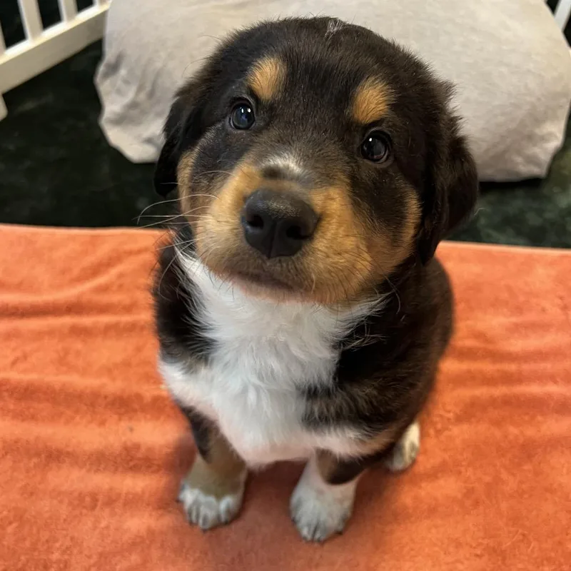 A baby small-sized male Black Mixed Breed dog named Drogon for adoption in Flagstaff, AZ