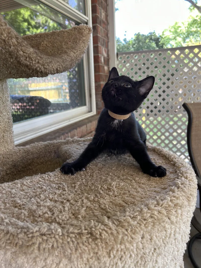 A baby medium-sized male Black Domestic Short Hair cat named Teddy Bear for adoption in Fort Worth, TX