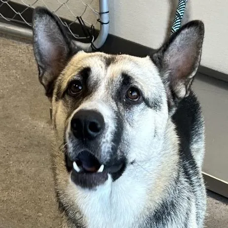 An adult large-sized male Black Mixed Breed dog named Dwight for adoption in Las Cruces, NM