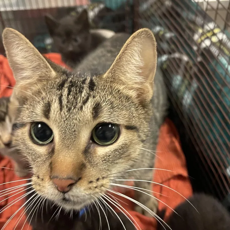 An adult medium-sized female Lilac Point Domestic Short Hair cat named Mofongo for adoption in Chicago, IL